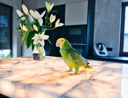 A house with parrots